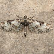 Eupithecia irriguata (Hübner, 1813) - Eupithécie arrosée 