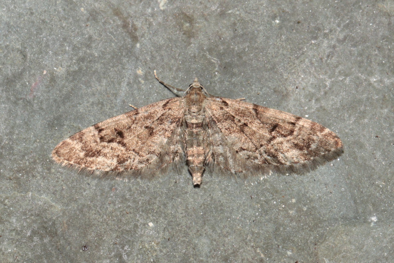 Eupithecia lanceata (Hübner, 1825) - Eupithécie de l'Epicea