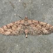 Eupithecia lanceata (Hübner, 1825) - Eupithécie de l'Epicea