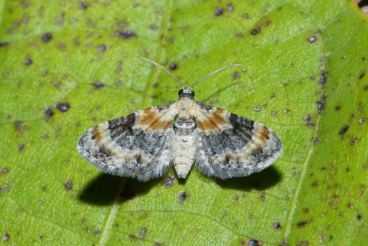 Eupithecia linariata (Denis & Schiffermüller, 1775) - Eupithécie de la Linaire (femelle)