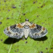 Eupithecia linariata (Denis & Schiffermüller, 1775) - Eupithécie de la Linaire (femelle)