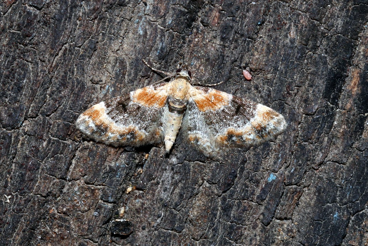 Eupithecia linariata (Denis & Schiffermüller, 1775) - Eupithécie de la Linaire (mâle)