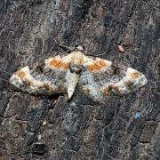 Eupithecia linariata (Denis & Schiffermüller, 1775) - Eupithécie de la Linaire (mâle)