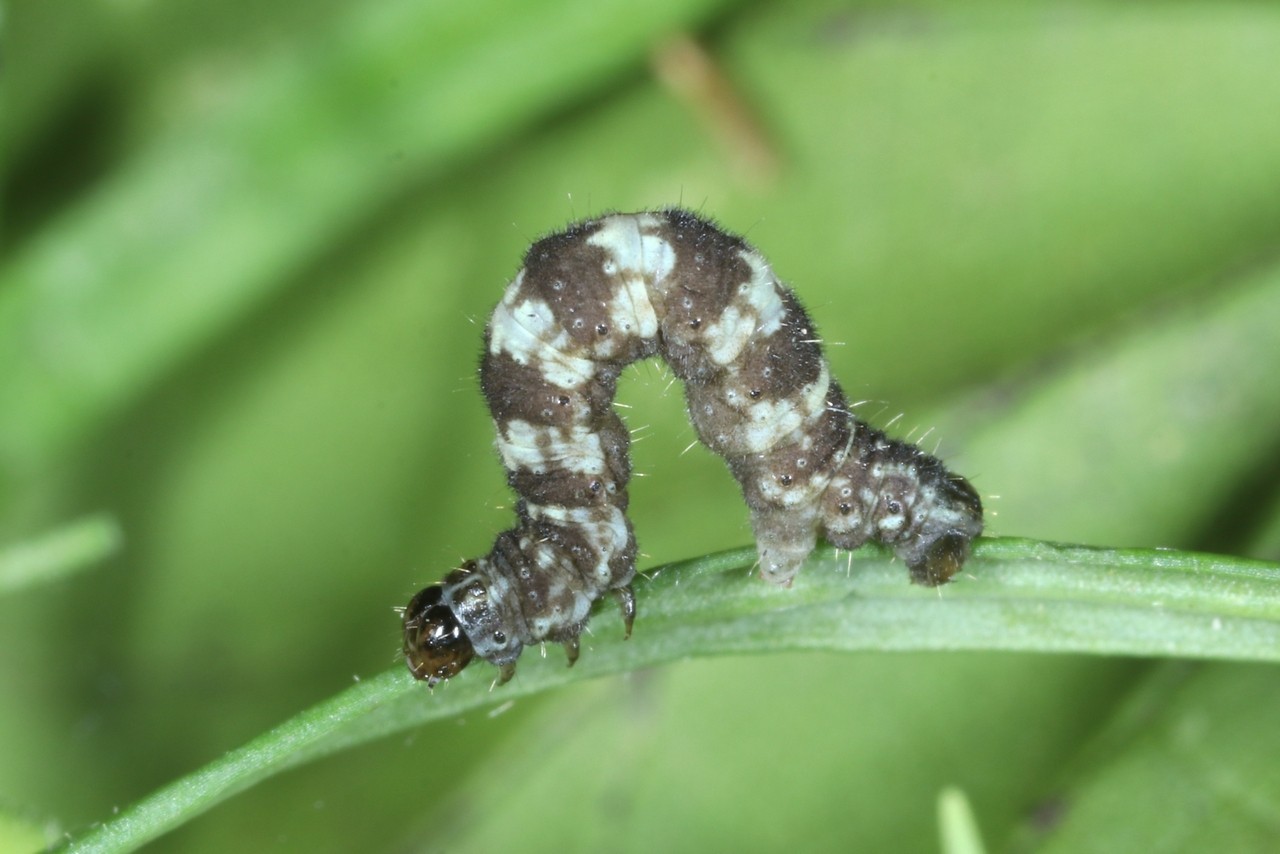 Eupithecia linariata (Denis & Schiffermüller, 1775) - Eupithécie de la Linaire (chenille)