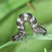 Eupithecia linariata (Denis & Schiffermüller, 1775) - Eupithécie de la Linaire (chenille)