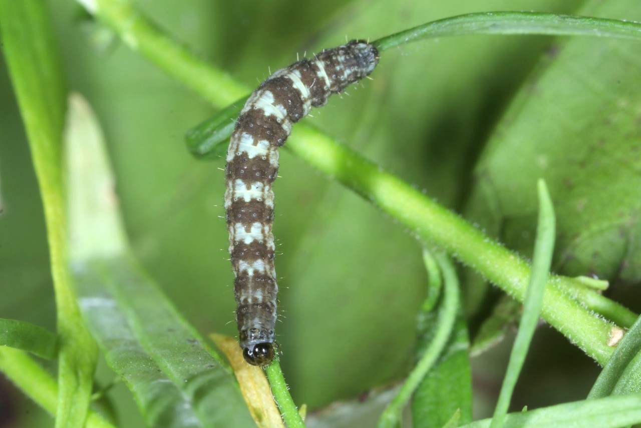 Eupithecia linariata (Denis & Schiffermüller, 1775) - Eupithécie de la Linaire (chenille)