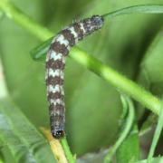 Eupithecia linariata (Denis & Schiffermüller, 1775) - Eupithécie de la Linaire (chenille)