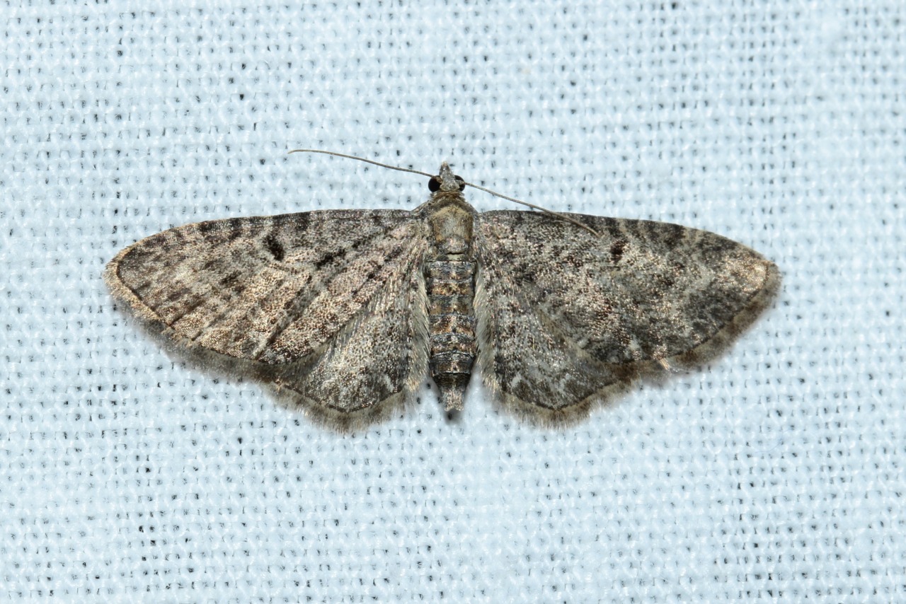Eupithecia subfuscata (Haworth, 1809) - Eupithécie noirâtre