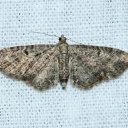 Eupithecia subfuscata (Haworth, 1809) - Eupithécie noirâtre