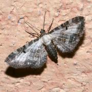 Eupithecia succenturiata (Linnaeus, 1758) - Eupithécie substituée