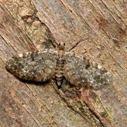 Eupithecia tantillaria Boisduval, 1840 - Eupithécie des Résineux