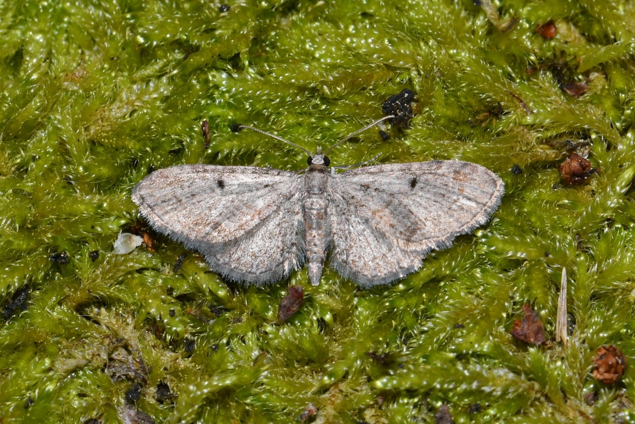 Eupithecia tenuiata (Hübner, 1813) - Eupithécie des Saules