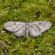 Eupithecia tenuiata (Hübner, 1813) - Eupithécie des Saules