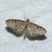 Eupithecia virgaureata Doubleday, 1861 - Eupithécie de la Verge d'or