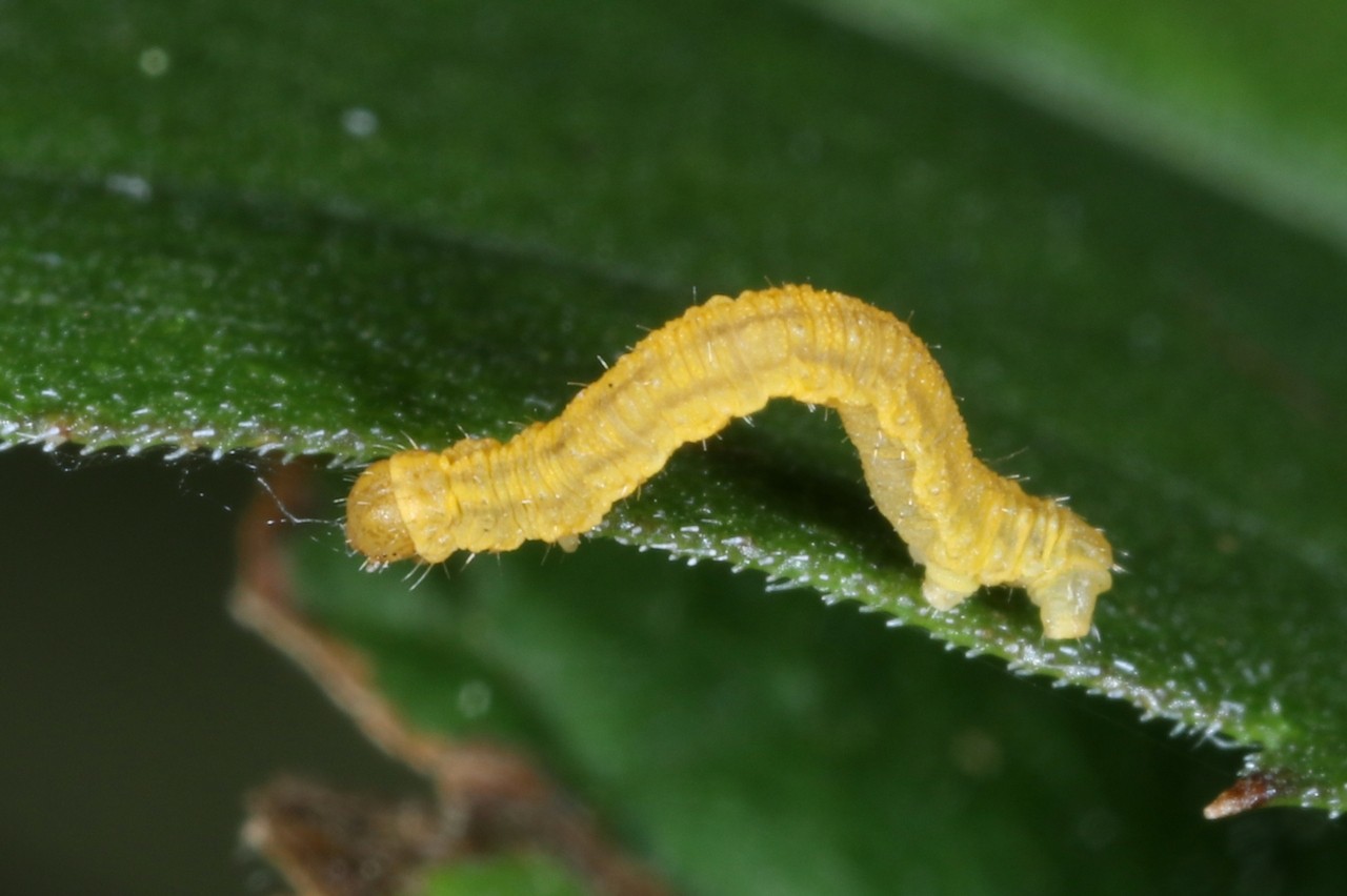 Eupithecia virgaureata Doubleday, 1861 - Eupithécie de la Verge d'Or (chenille st1)