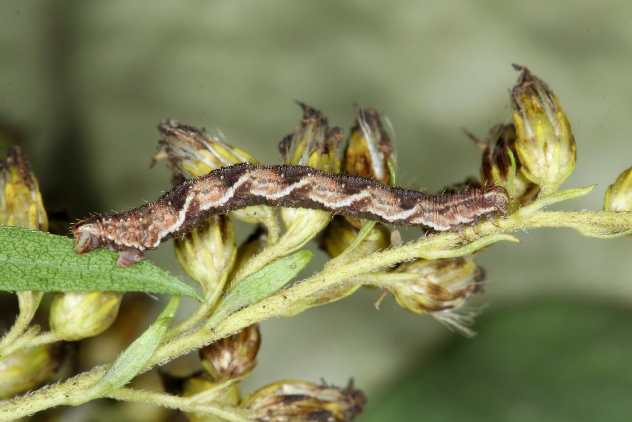 Eupithecia virgaureata Doubleday, 1861 - Eupithécie de la Verge d'or (chenille)