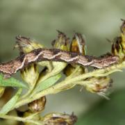 Eupithecia virgaureata Doubleday, 1861 - Eupithécie de la Verge d'or (chenille)