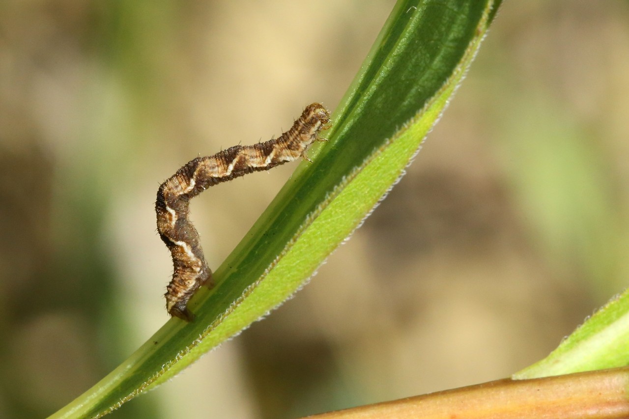 Eupithecia virgaureata Doubleday, 1861 - Eupithécie de la Verge d'Or (chenille st4)