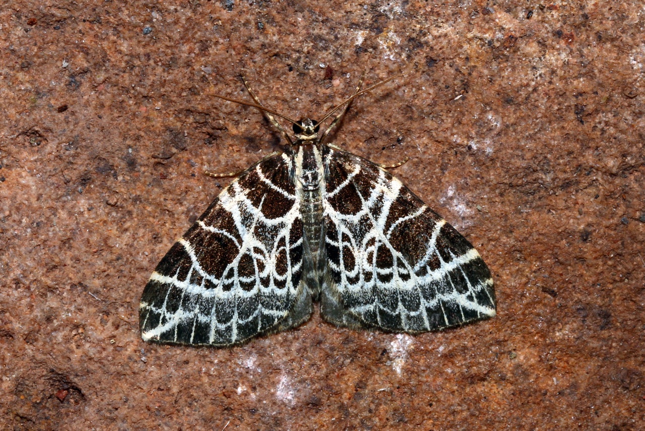 Eustroma reticulata (Denis & Schiffermüller, 1775) - Cidarie réticulée 