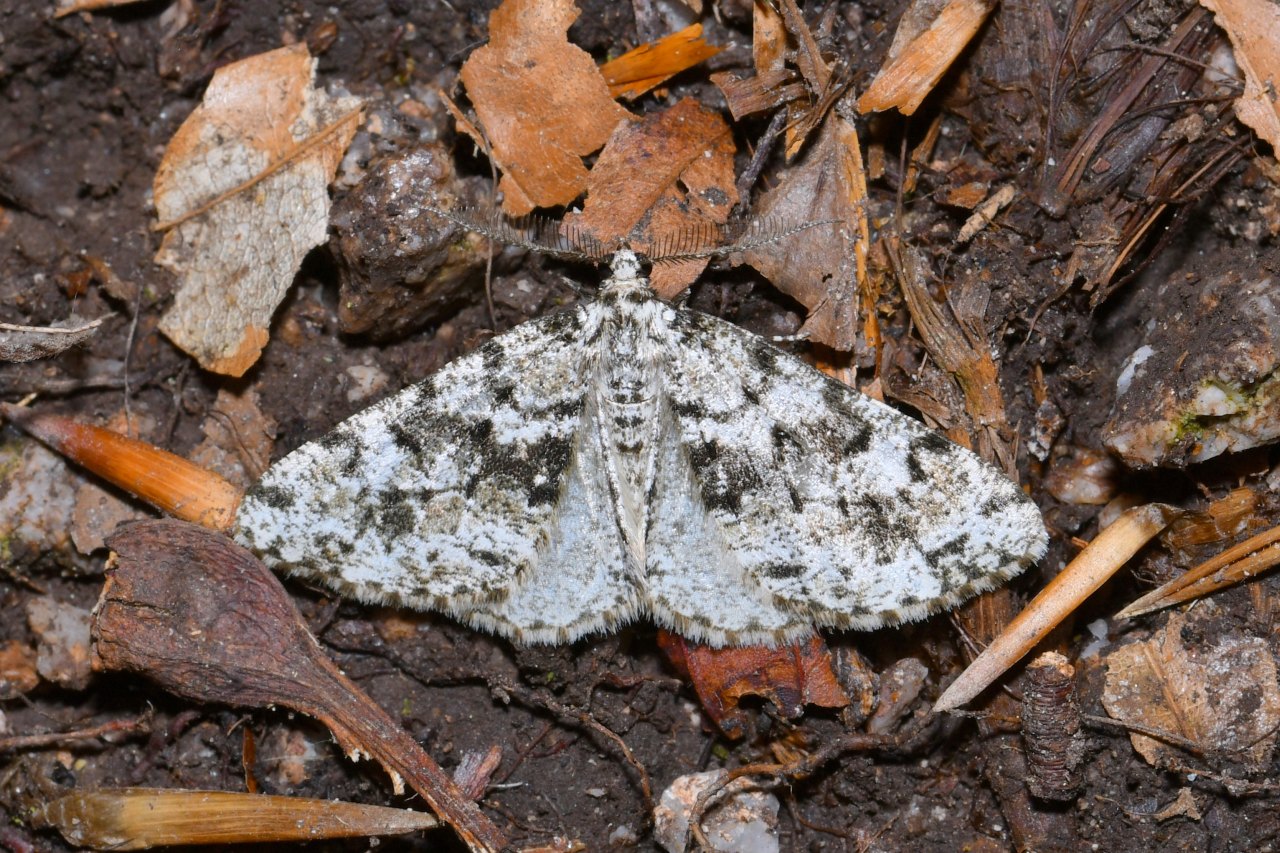 Fagivorina arenaria (Hufnagel, 1767) - Boarmie veuve