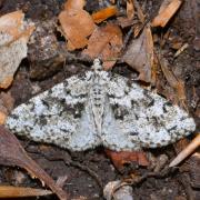 Fagivorina arenaria (Hufnagel, 1767) - Boarmie veuve