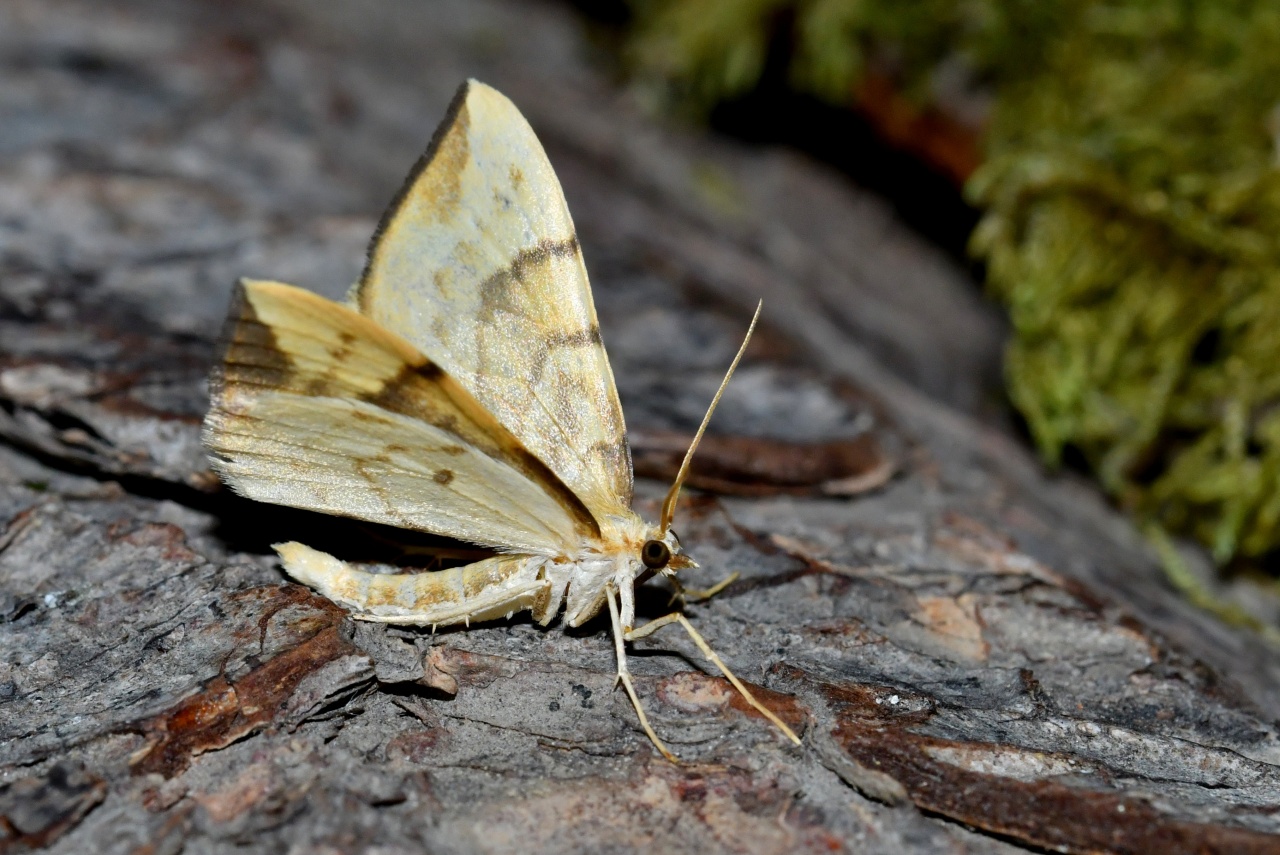 Gandaritis pyraliata (Denis & Schiffermüller, 1775) - Cidarie pyrale