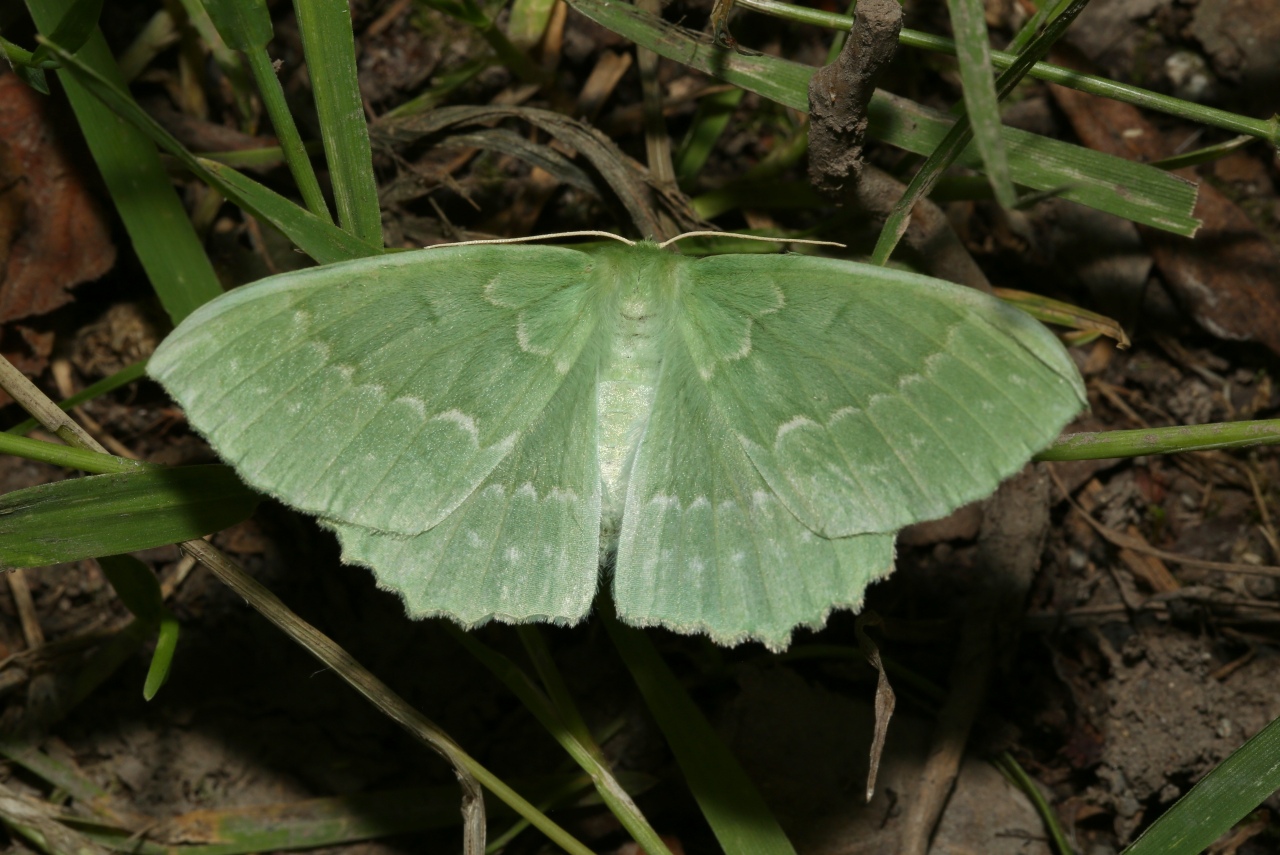 Geometra papilionaria (Linnaeus, 1758) - Grande Naïade, Papillonaire