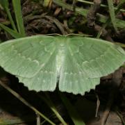 Geometra papilionaria (Linnaeus, 1758) - Grande Naïade, Papillonaire