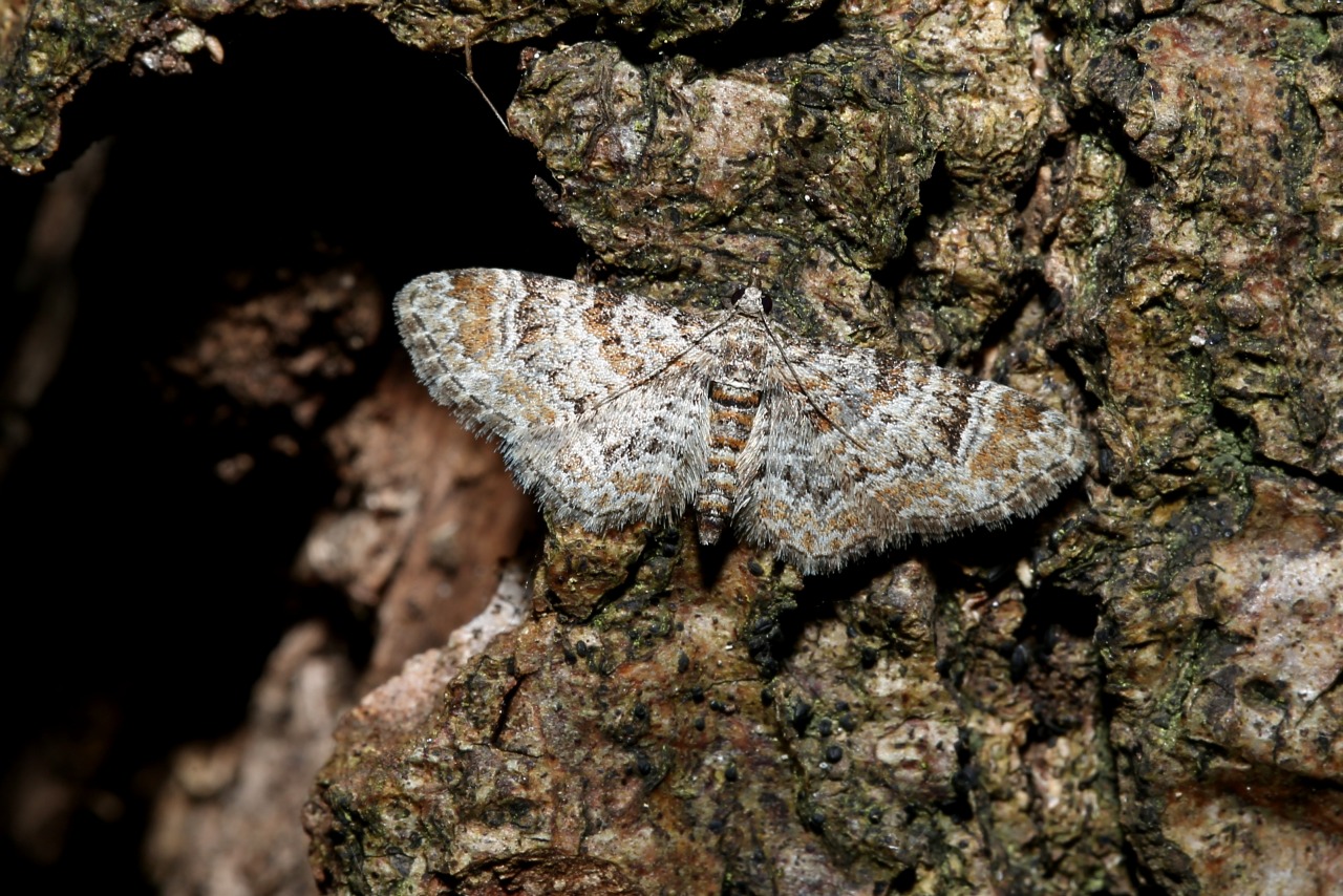 Gymnoscelis rufifasciata (Haworth, 1809) - Fausse-Eupithécie