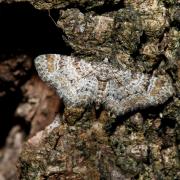 Gymnoscelis rufifasciata (Haworth, 1809) - Fausse-Eupithécie