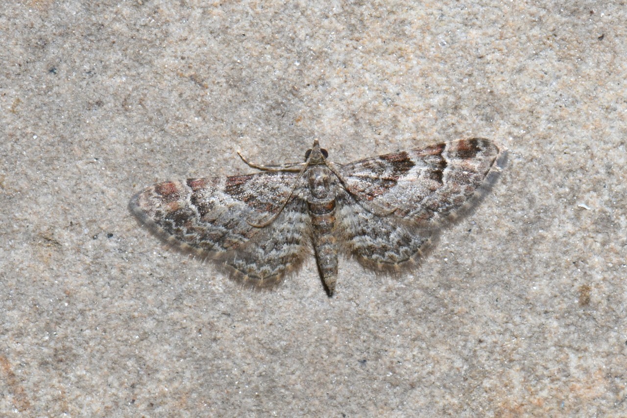 Gymnoscelis rufifasciata (Haworth, 1809) - Fausse-Eupithécie