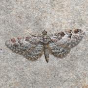 Gymnoscelis rufifasciata (Haworth, 1809) - Fausse-Eupithécie