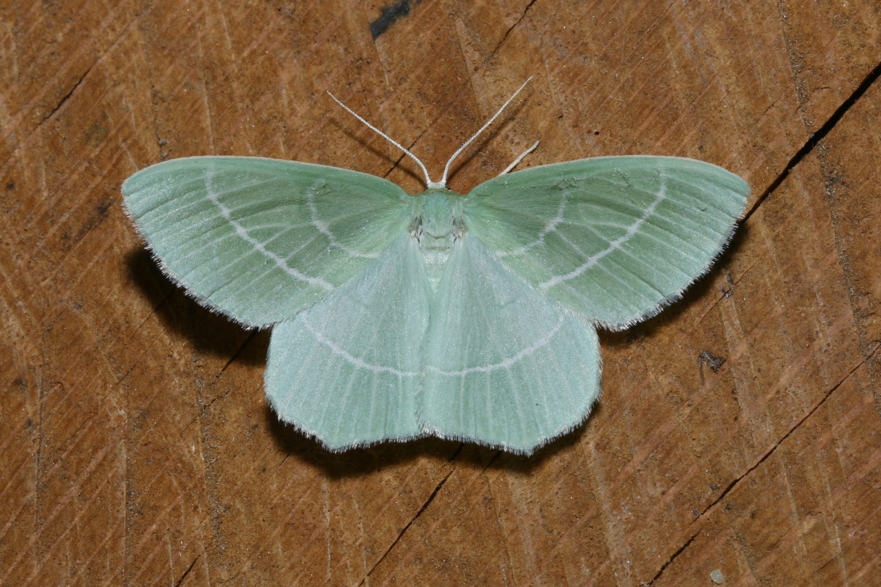 Hemistola chrysoprasaria (Esper, 1795) - Hémithée printanière