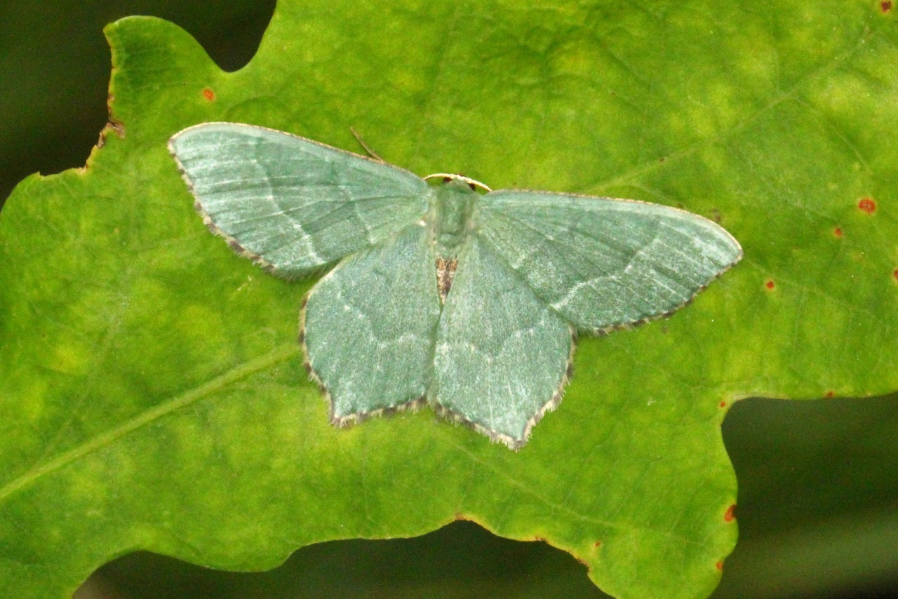 Hemithea aestivaria (Hübner, 1789) - Phalène sillonnée