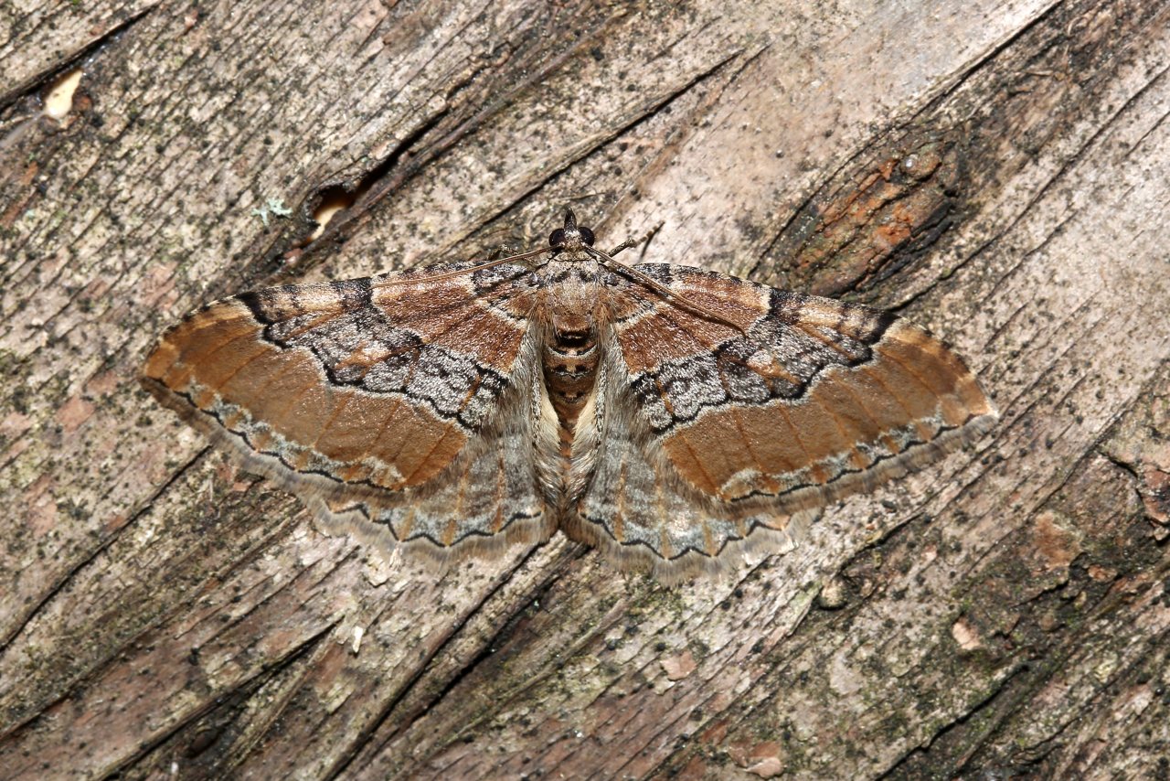 Rheumaptera cervinalis (Scopoli, 1763) - Phalène couleur de Cerf