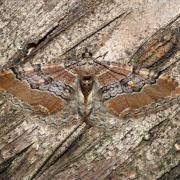 Rheumaptera cervinalis (Scopoli, 1763) - Phalène couleur de Cerf