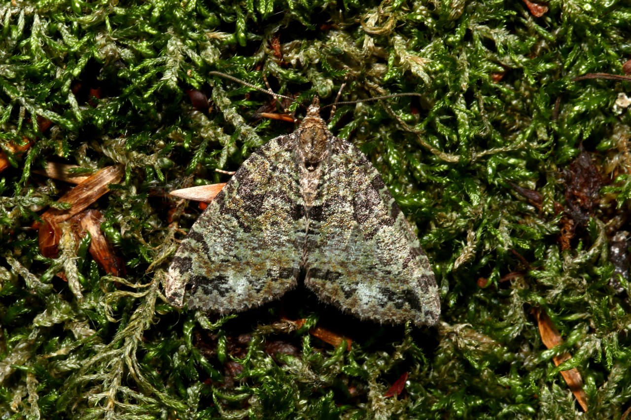 Hydriomena furcata (Thunberg & Borgström, 1784) - Larentie lavée