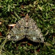 Hydriomena furcata (Thunberg & Borgström, 1784) - Larentie lavée