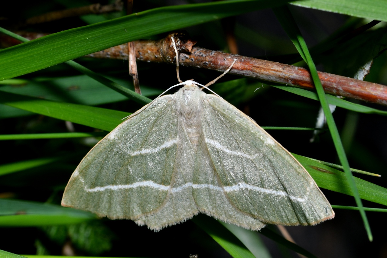 Hylaea fasciaria (Linnaeus, 1758) f. prasinaria - Bilieuse, Métrocampe verte