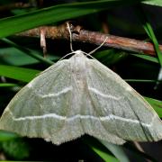 Hylaea fasciaria (Linnaeus, 1758) f. prasinaria - Bilieuse, Métrocampe verte