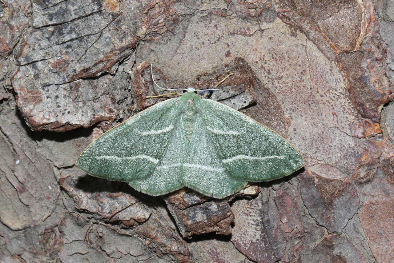 Hylaea fasciaria (Linnaeus, 1758) f. prasinaria - Bilieuse, Métrocampe verte 