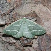 Hylaea fasciaria (Linnaeus, 1758) f. prasinaria - Bilieuse, Métrocampe verte 