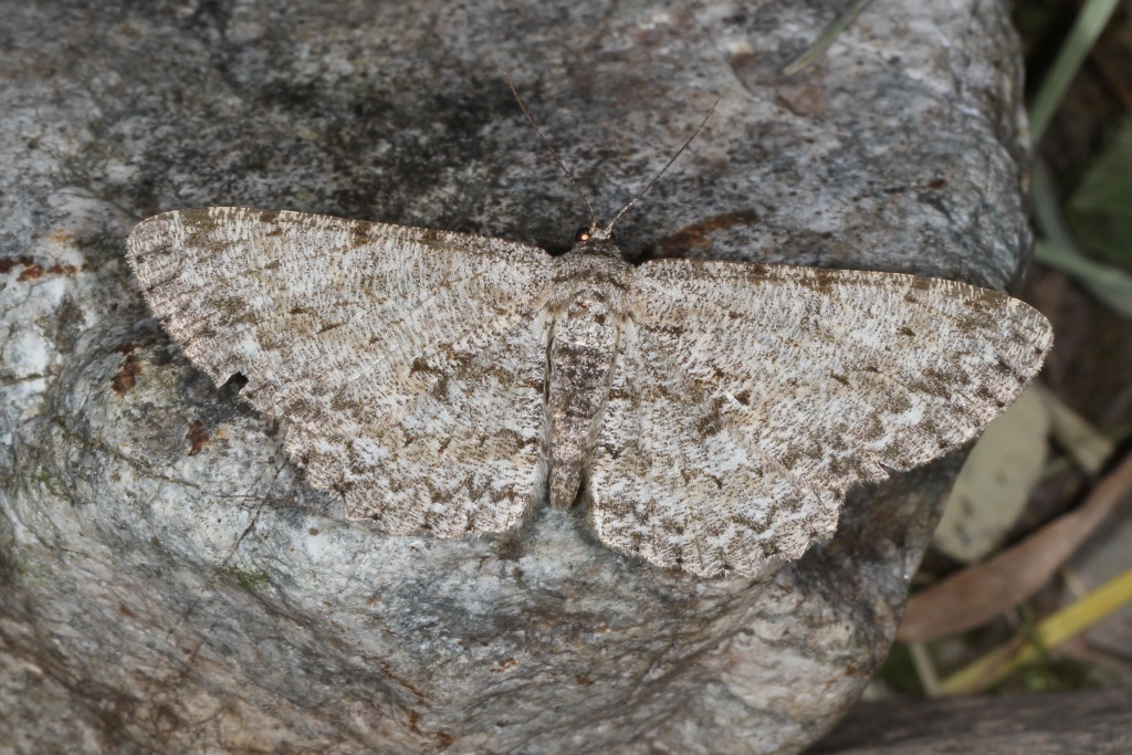  Hypomecis punctinalis (Scopoli, 1763) - Boarmie pointillée (femelle)