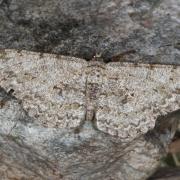  Hypomecis punctinalis (Scopoli, 1763) - Boarmie pointillée (femelle)