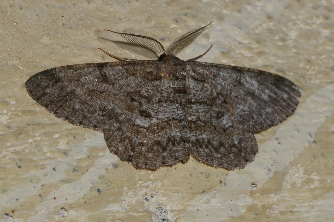 Hypomecis punctinalis (Scopoli, 1763) - Boarmie pointillée (mâle)