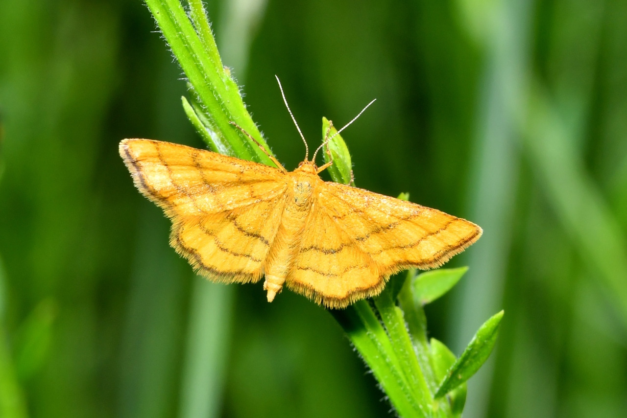 Idaea aureolaria (Denis & Schiffermüller, 1775) - Acidalie des alpages (femelle)