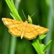 Idaea aureolaria (Denis & Schiffermüller, 1775) - Acidalie des alpages (femelle)