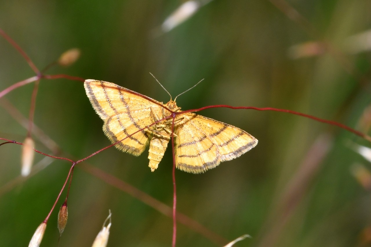 Idaea aureolaria (Denis & Schiffermüller, 1775) - Acidalie des alpages