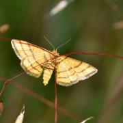 Idaea aureolaria (Denis & Schiffermüller, 1775) - Acidalie des alpages