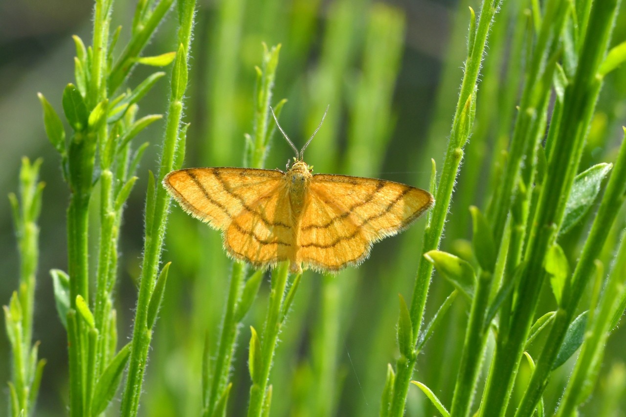 Idaea aureolaria (Denis & Schiffermüller, 1775) - Acidalie des alpages (mâle)